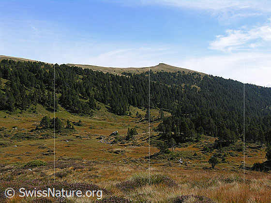 Foto: Rickhubel, Glaubenberg. Hochmoorartige Herbstlandschaft und Bergwald.