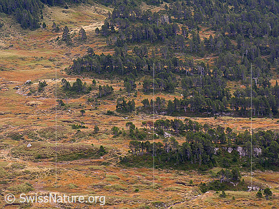 Foto: Herbstlandschaft mit Föhrenwald und Hochmoor.