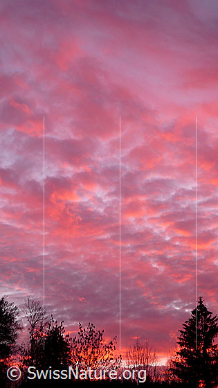 Foto: Bewölkter Himmel mit starkem Abendrot und Silhouetten von Sträuchern und Tannen.