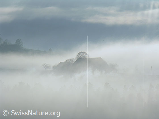 Foto: Morgenstimmung mit Bauernhaus an der Nebelgrenze.