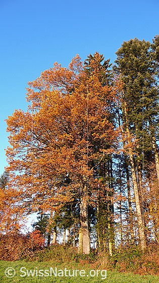 Foto: Herbstfarben am Waldrand.