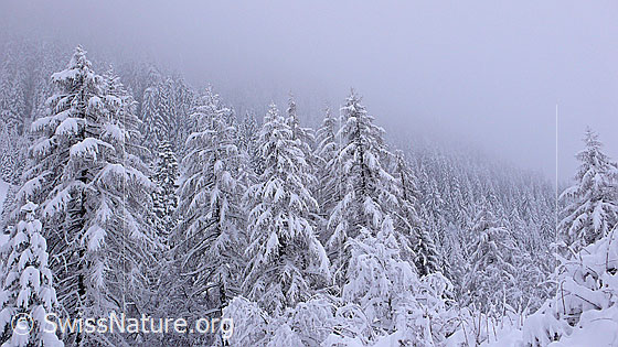 Foto: Neuschnee nach Südstau. Tief verschneiter Wald nach starken Niederschlägen.