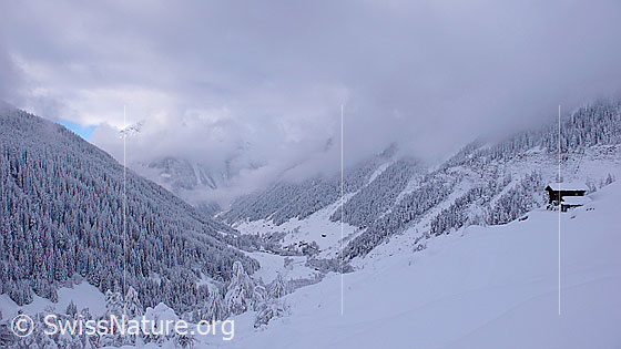 Foto: Wintertag mit Neuschnee und Restbewölkung im Binntal. Das Tal und die Bergwälder sind tief verschneit.