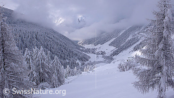 Foto: Wintertag mit Neuschnee und Restbewölkung im Binntal. Das Bergtal und die Wälder sind tief verschneit.