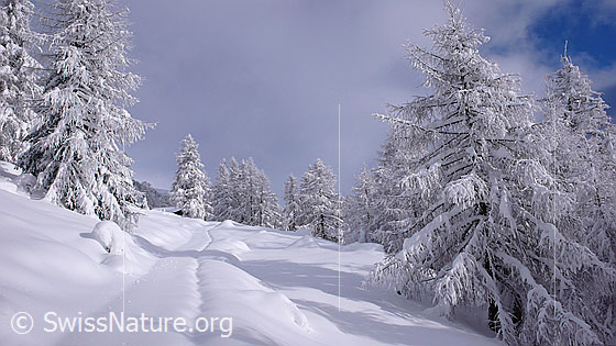 Foto: Verschneite Spur in Märchenlandschaft mit lichtem Lärchenwald.