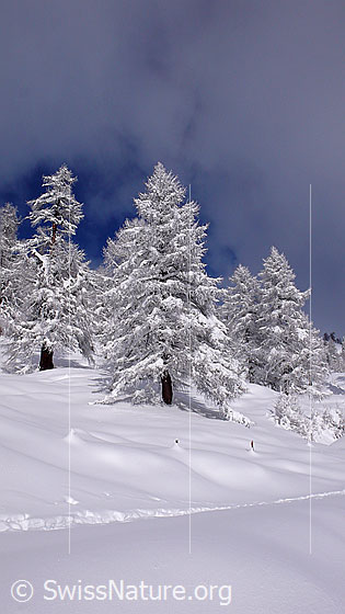 Foto: Winterlandschaft mit frisch verschneiten Lärchen und Spur im Schnee.