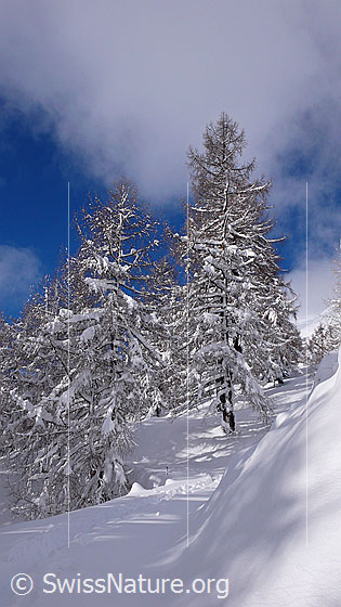 Foto: Lärchen mit Neuschnee auf Eggerebode, Binntal.