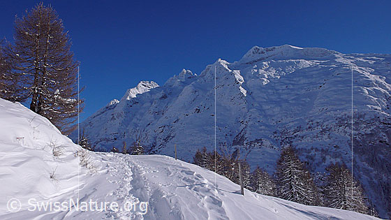 Foto: Winterlandschaft mit Schinhorn, lichtem Lärchenwald und Schneeschuhspur. Der Himmel ist  blau.