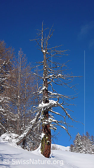 Foto: Alte Lärche im Winter. Auf den wenigen Ästen liegt teilweise Schnee.