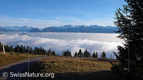 Foto: Herbststimmung mit Nebelmeer und Bergkette der Zentralpen mit Gross Ruchen, Gross Windgällen, Chli Windgällen, Niederbauen Chulm, Oberbauenstock, Uri-Rotstock, Wissigstock, Engelberger Rotstock, Ruchstock und Titlis. Im Vordergrund ein Wanderweg bei Rigi Kaltbad.