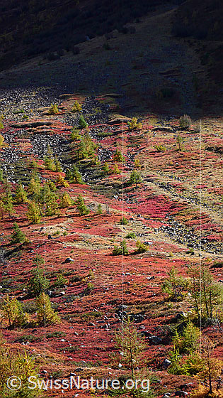 Foto: Herbstfarben im Lötschental mit rot gefärbtem Heidekraut und herbstlichen Lärchen.
