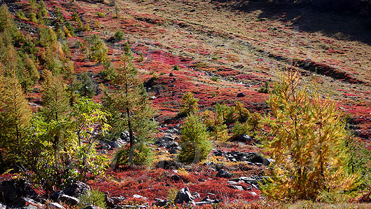 Foto: Herbstfarben im Lötschental mit rot gefärbtem Heidekraut, goldenen und grünen Lärchen.