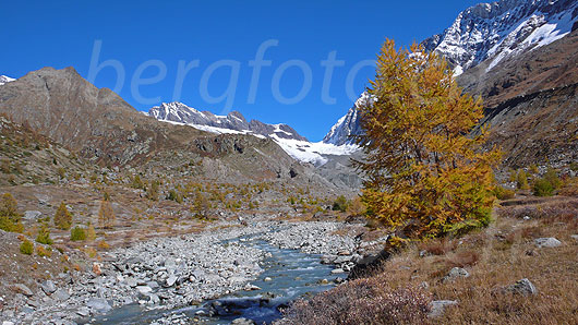 Foto: Herbstlich gefärbte Lärchen an der Lonza. Der Gletscherbach Lonza fliesst durch das mit  Geröll durchsetzte und herbstlich gefärbte Gletschervorfeld des Langgletschers. Im Hintergrund sind Jegichnubel, Anungrat, Anuchnubel und Lötschenlücke zu sehen.