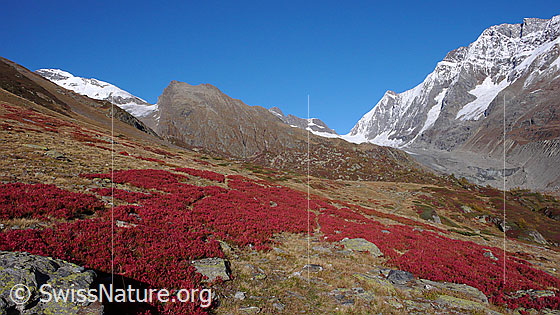 Foto: Herbstfarben im Lötschental. Intensiv gefärbtes Laub von Heubeeeren.
Gipfel und Übergänge: Grosshorn - Jegichnubel - Lötschenlücke - Sattelhorn - Schinhorn.
Gletscher: Langgletscher