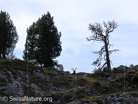 Foto: Silhouette eines ruhenden Steinbockes mit mächtigen Hörnern.
Lat.: Capra ibex