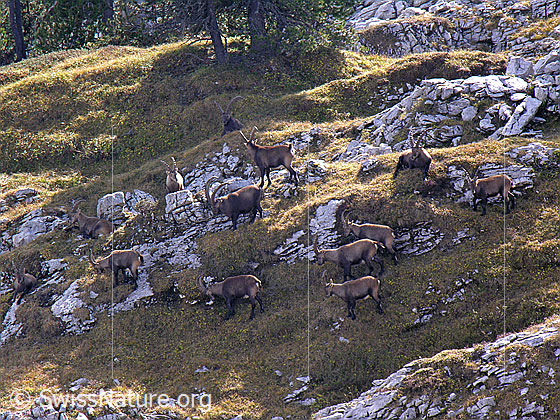 Foto: Herde Steinböcke beim Grasen und Ruhen in mit Fels durchsetztem Gelände.
Lat.: Capra ibex