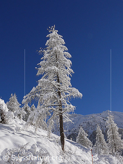 Foto: Frisch verschneite Lärche in sonniger Winterlandschaft.