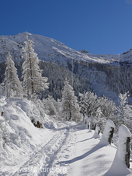 Foto: Berglandschaft mit verschneiten Lärchen und einer Spur im Neuschnee. Die Zaunpfähle am Wegrand sind mit einer Schneeschicht überzogen.