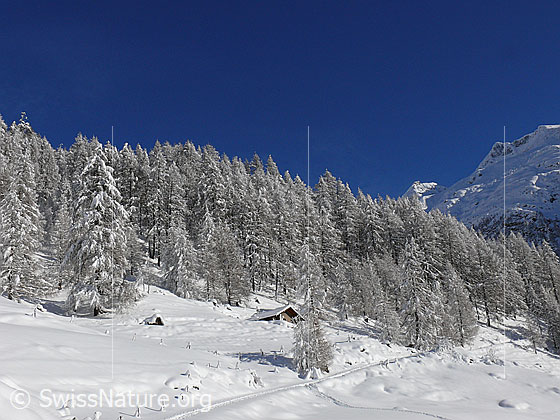 Foto: Sonnige Winterlandschaft mit frisch verschneitem Lärchenwald und Alphütte am Waldrand.