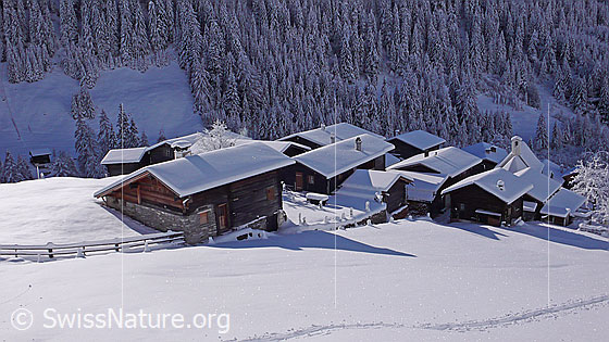 Foto: Bergdorf im Winter. Streiflicht fällt auf die schneebedeckten Dächer der Häuser von Imfeld, Binntal. Der Wald im Hintergrund ist tief verschneit. Im Vordergrund verläuft eine Skispur.