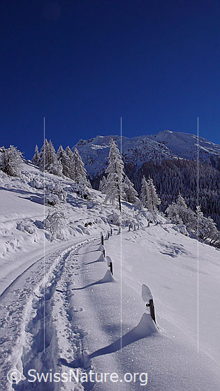 Foto: Schneeschuhtrail in frisch verschneiter Berglandschaft. Die Zaunpfähle am Wegrand haben grosse Hauben aus Schnee.