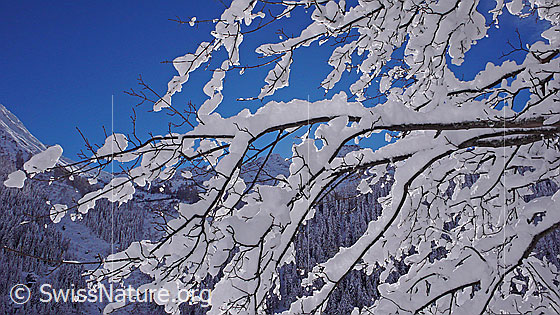 Foto: Schnee in den Ästen eines Baumes und verschneite, bewaldete Berglandschaft im Hintergrund.