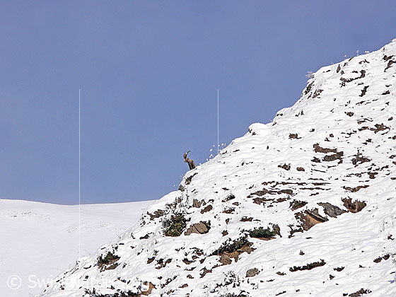 Foto: Steinbock auf schneebedeckter Gratkante.
Lat.: Capra ibex