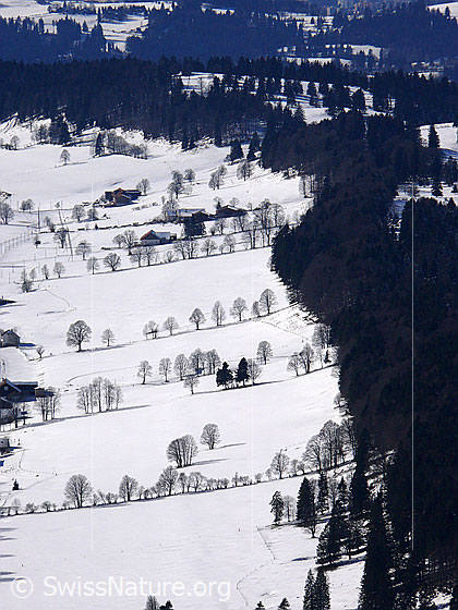 Foto: Baumreihen in Winterlandschaft. Die Bäume bilden schmale Hecken und heben sich im Schnee als Silhoutte ab. Dazwischen sind Bauernhöfe zu sehen. Tannenwald säumt die offene Landschaft.