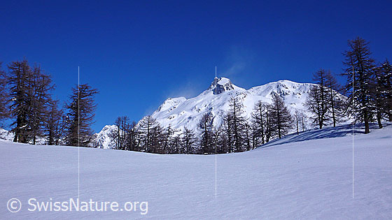 Foto: Unberührter Schnee in Winterlandschaft mit lichtem Lärchenwald und Schneefahnen über den Bergen.