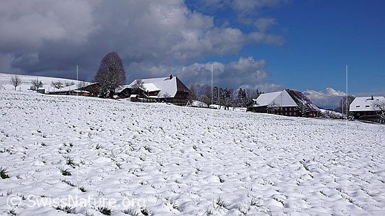 Foto: Bauernhäuser in Winterlandschaft und Wolkenstimmung. Neben einem Bauernhof steht eine mächtige Linde.