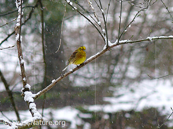 Foto: Goldammer (Emberiza citrinella) auf Ast sitzend