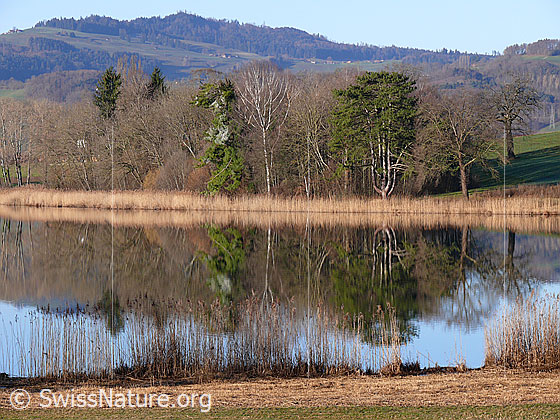 Foto: Schilfgürtel und Spiegelung. Bäume und Schilf spiegeln sich im Gerzensee.