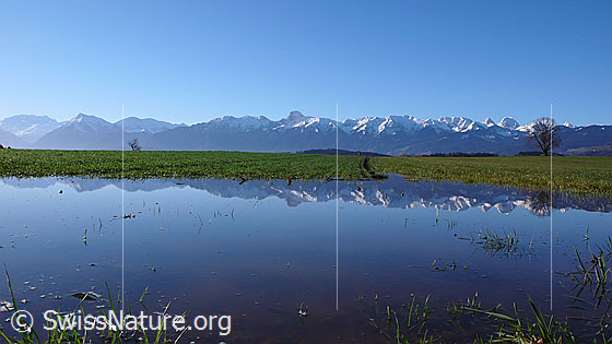 Foto: Berner Voralpen mit Spiegelung in ruhigem Wasser. Zu sehen sind die verschneiten Gipfel Niesen, Stockhorn und Gantrisch. Davor saftig grünes Grasland mit Baum.