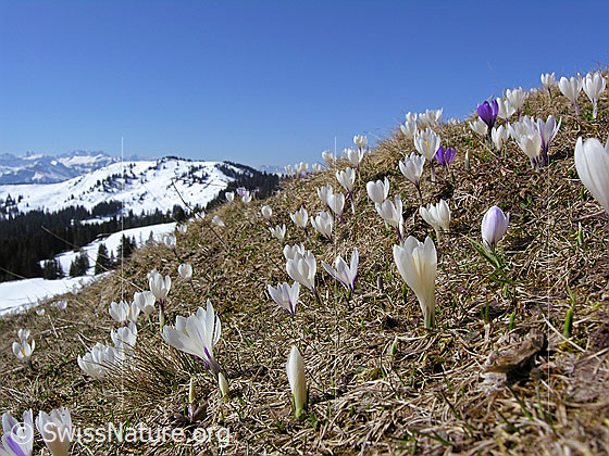 Foto: Krokusse auf aperem Geländerücken und schneebedeckte Berglandschaft im Hintergrund.
Frühlings-Krokus
Lat.: Crocus albiflorus
Familie: Iridaceae