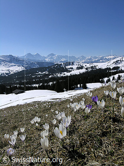 Foto: Krokuswiese und Berner Alpen mit Eiger, Mönch, Jungfrau.
Frühlings-Krokus
Lat.: Crocus albiflorus
Familie: Iridaceae
