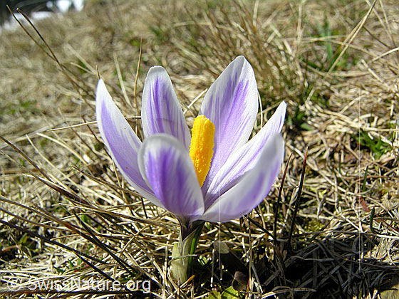 Foto: Frühlings-Krokus
Lat.: Crocus albiflorus
Familie: Iridaceae