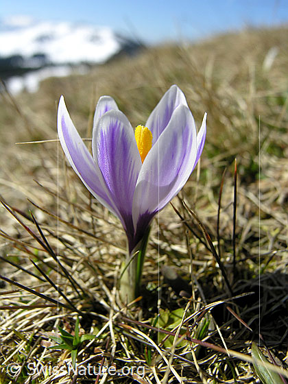 Krokus