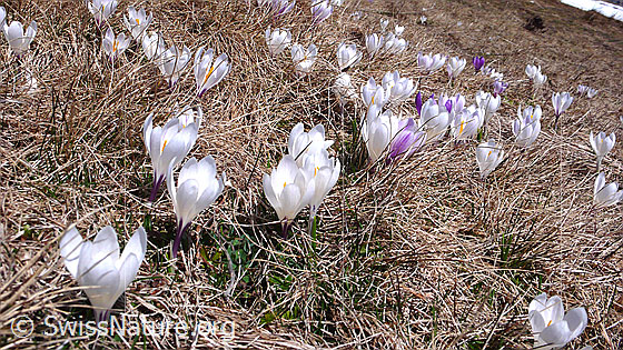 Foto: Weisse Krokusse in noch dürrer Umgebung.
Frühlings-Krokus
Lat.: Crocus albiflorus
Familie: Iridaceae