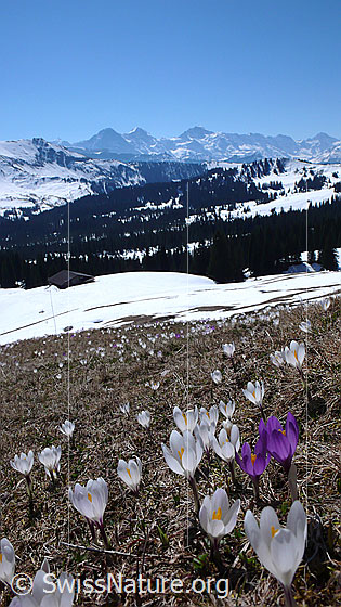 Foto: Wiese mit Krokussen und Eiger, Mönch, Jungfrau.
Frühlings-Krokus
Lat.: Crocus albiflorus
Familie: Iridaceae