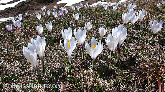 Foto: Frühlingskrokusse
Lat.: Crocus albiflorus
Familie: Iridaceae