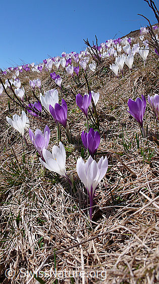 Foto: Frische Krokusse in den Farben weiss und violett.
Frühlings-Krokus
Lat.: Crocus albiflorus
Familie: Iridaceae