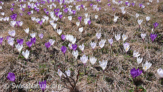 Foto: Blumenteppich mit weissen und violetten Krokussen.
Frühlings-Krokus
Lat.: Crocus albiflorus
Familie: Iridaceae