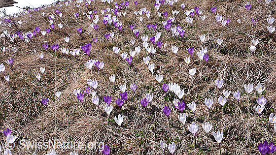 Foto: Zahlreiche farbige Krokusse künden den Frühling an.
Frühlings-Krokus
Lat.: Crocus albiflorus
Familie: Iridaceae