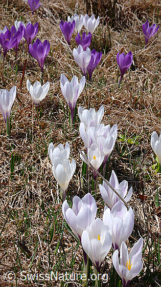 Foto: Frühlingsbild mit weissen und violetten Krokussen.
Frühlings-Krokus
Lat.: Crocus albiflorus
Familie: Iridaceae