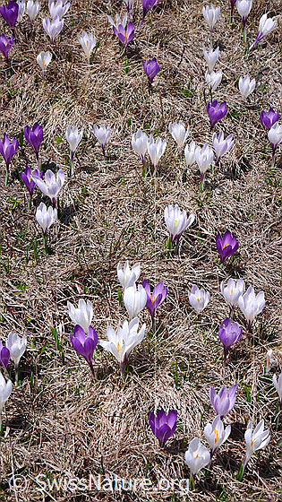 Foto: Frische Frühlings-Krokusse
Lat.: Crocus albiflorus
Familie: Iridaceae