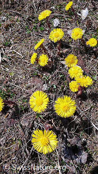 Foto: Huflattich 
Lat.: Tussilago farfara
Familie: Asteraceae (Kobblütler)
