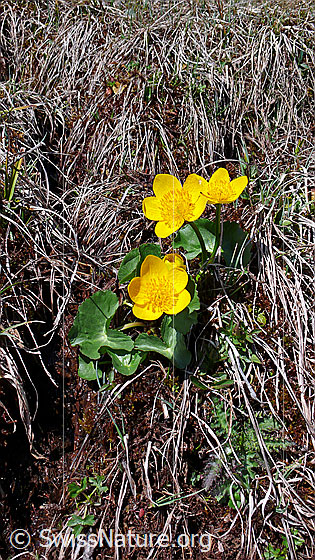 Foto: Sumpf-Dotterblume
Lat.: Caltha palustris
Familie: Ranunculaceae (Hahnenfussgewächse)