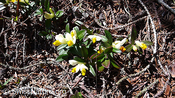 Foto: Buchsblättrige Kreuzblume 
Lat.: Polygala Chamaebuxus 
Familie: Polygalacea