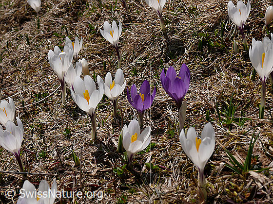 Foto: Grosse Frühlings-Krokusse
Lat.: Crocus albiflorus
Familie: Iridaceae
