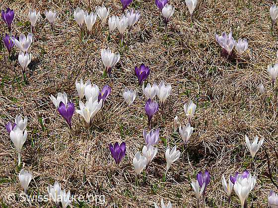 Foto: Dicht stehende Frühlings-Krokusse
Lat.: Crocus albiflorus
Familie: Iridaceae